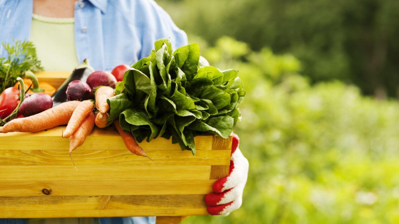 Mulher segura caixa de madeira com legumes