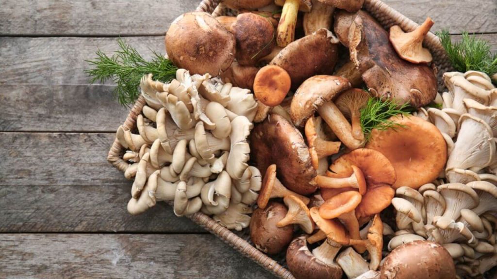 Diferentes tipos de cogumelos